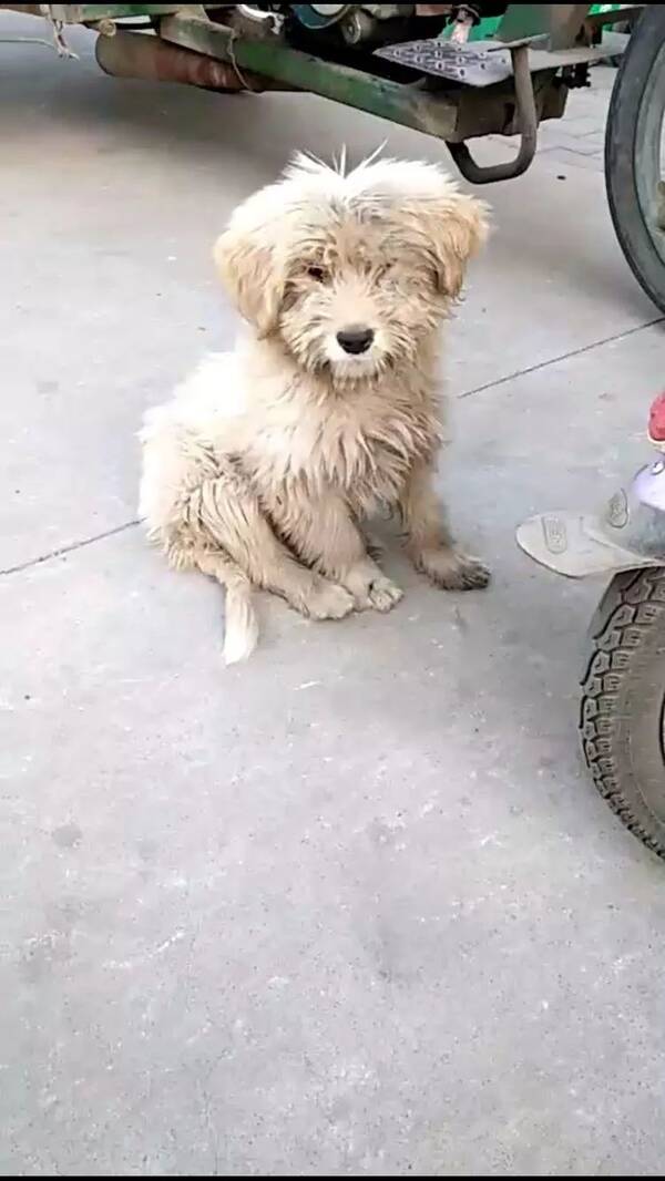 乌海市爱心小院流浪狗救助基地感人故事:阳光