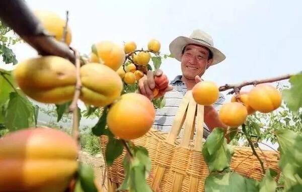 论坚持农业农村优先发展(二)