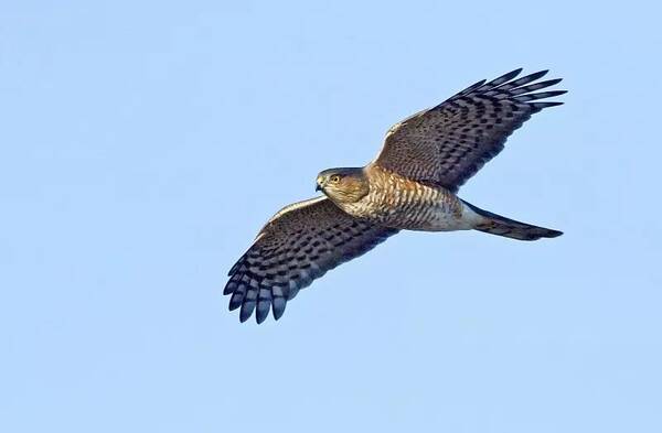 华夏幸福王文学:2008年后,我就决定以后了就做