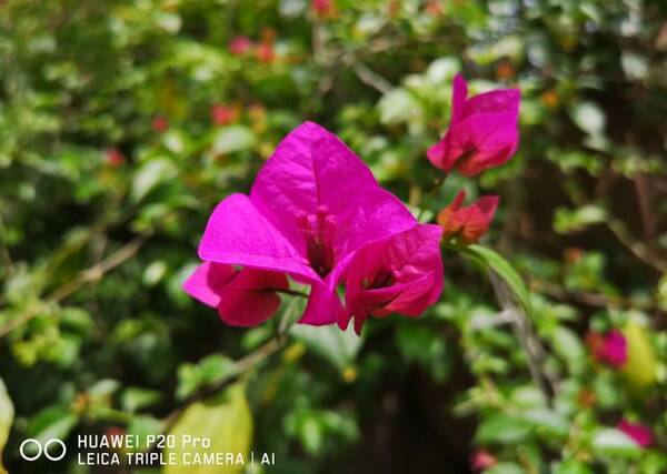 手机摄影游戏规则改变者--华为P20 Pro拍照样