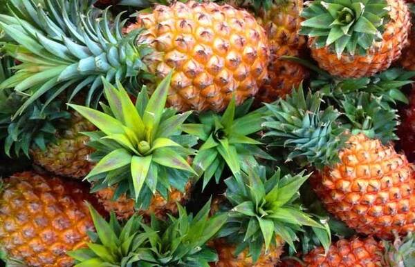 意大利&马来西亚 | 输华柑橘&菠萝:注册果园&