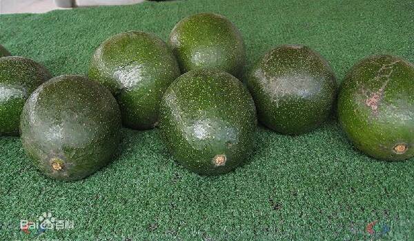 4月28日更新 | 墨西哥&秘鲁:输华鳄梨注册果园