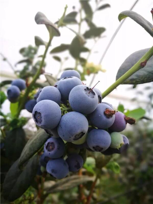 西双版纳国企首建劳务派遣公司