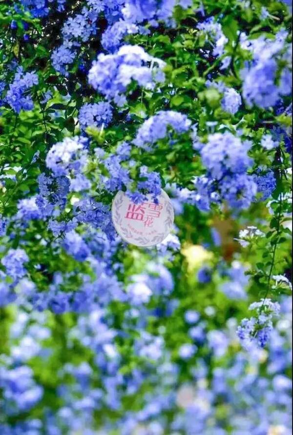 你共享篮雪花的倾城之美!百万葵园2大2小套票