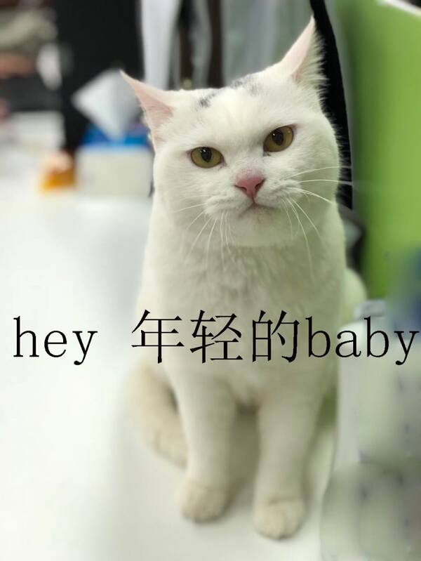 饭圈表情墙头表情包迟帅图片