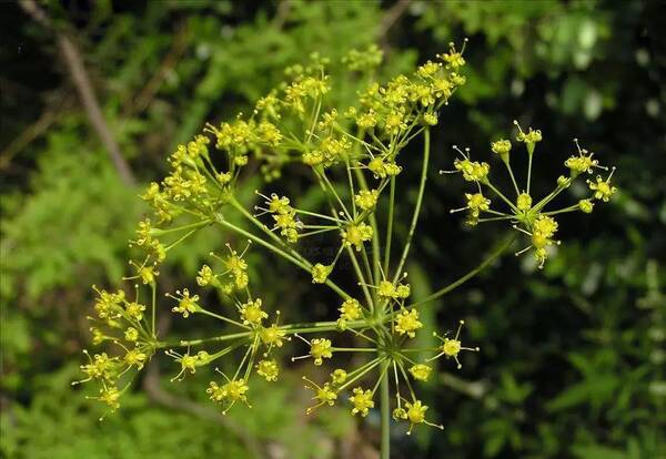 阿魏钓鱼真的有用吗?(深度好文)