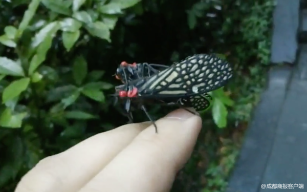 稀有中华红眼蝉现身青城山 求偶交配全程被人