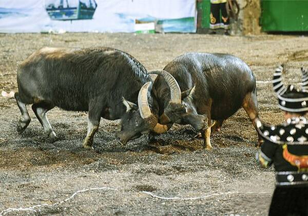 杨钰莹仙气飘临湖南安化斗牛节,大量安保人员
