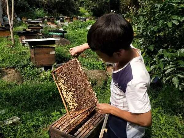 自助者天助 | 广西地贫患者靠养蜜蜂赚钱输血治