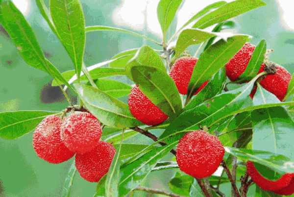 壁纸 矢量 水果 小果 植物 640_429 gif 动态图 动图