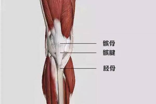 髌腱炎--光练大腿可不行!