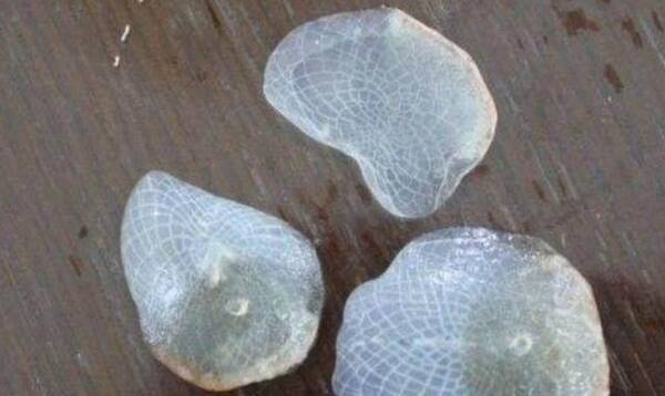 龙鱼掉鳞片怎么办?引起龙鱼掉鳞的原因分析!