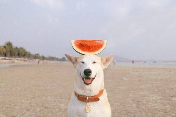 你别看着我,反正我看见你的样子我就是想笑,我憋不住啦,哈哈哈哈.