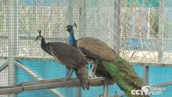 【致富经】爱美女人养坏脾气的鸟 年入300万