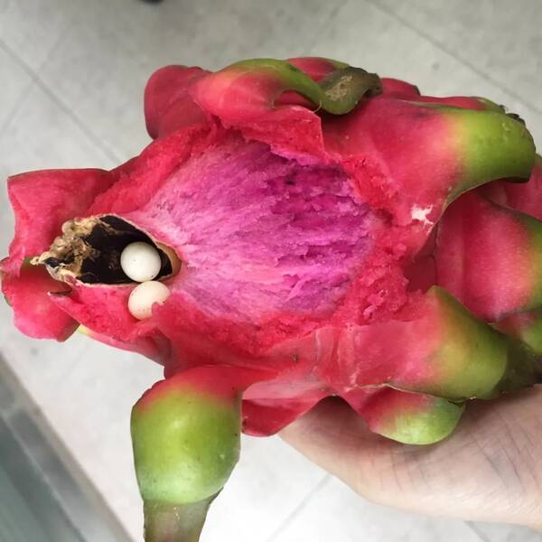 求助!火龙果里发现两颗蛋!《大刚说》:谁来鉴定