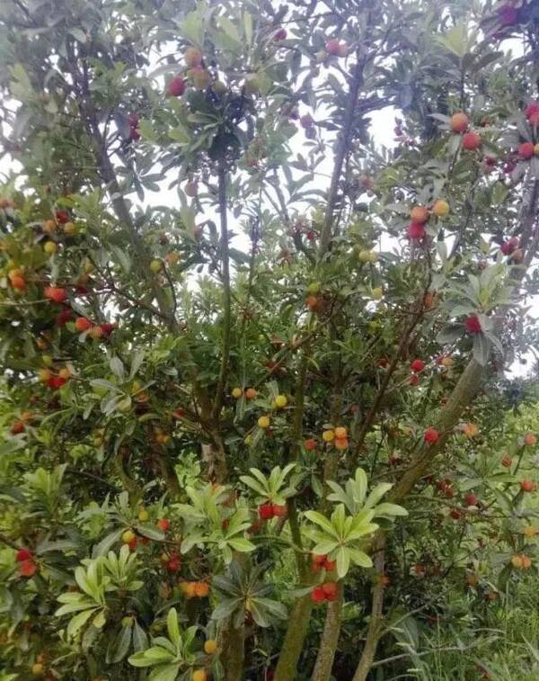 浙江杨梅 香飘钟祥--浙商林永中夫妇扎根湖北创