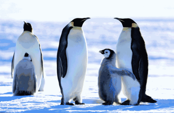 壁纸 动物 企鹅 640_419 gif 动态图 动图