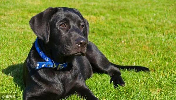 “傻狗”6月运势嗨翻天,随着财神的驾临,财运冲天,横财追着跑