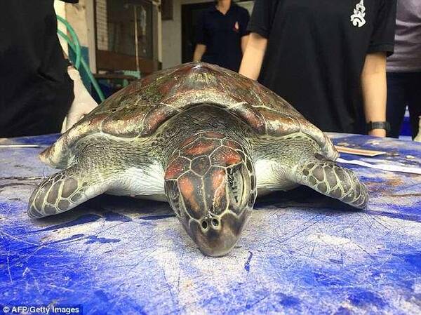 泰国海滩现珍稀海龟,48小时抢救仍死亡!胃里全