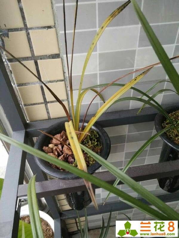 但是不能缺少阳光,光照不足会影响光合作用,营养不够导致兰花叶子瘦黄图片