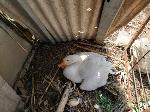 农村大鹅孵化小鹅的过程,刚刚孵化出来的小鹅