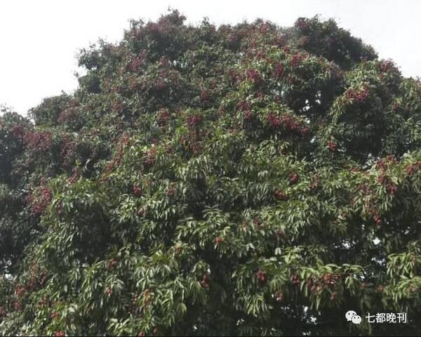 麻栗坡发现树龄超500年云南最大古荔枝树 | 这