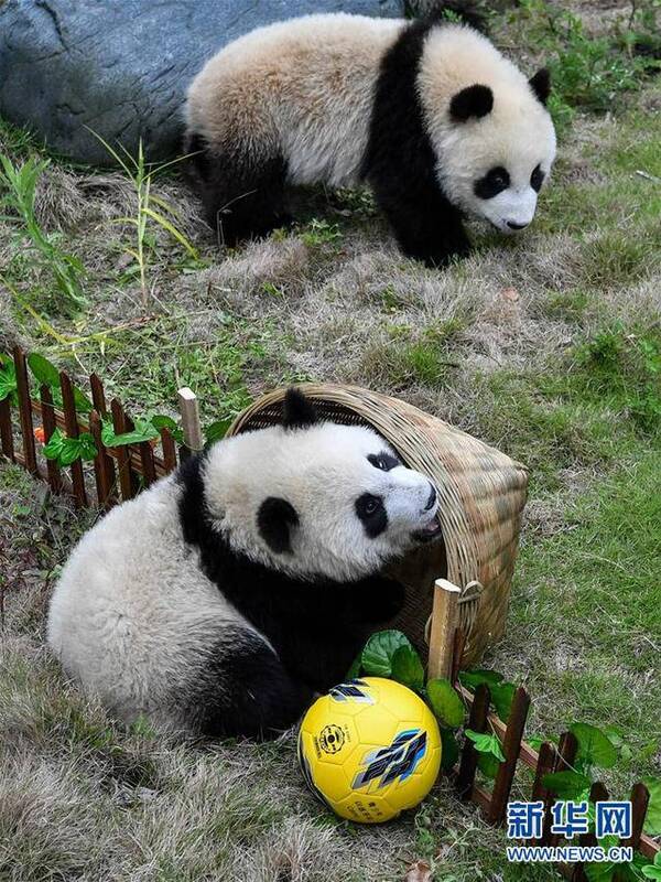 微播|中国式世界杯 中国球迷购买门票数在所有