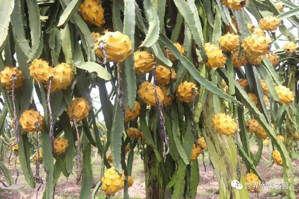 黄金龙---世界上最好吃的火龙果