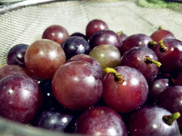 家长们要学啦!这才是洗葡萄的正确方法,简单4