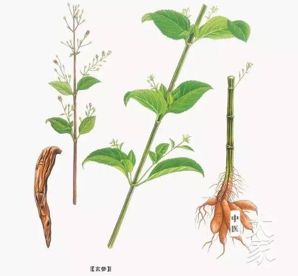 升麻牛蒡汤,治疱疹性咽炎很管用!