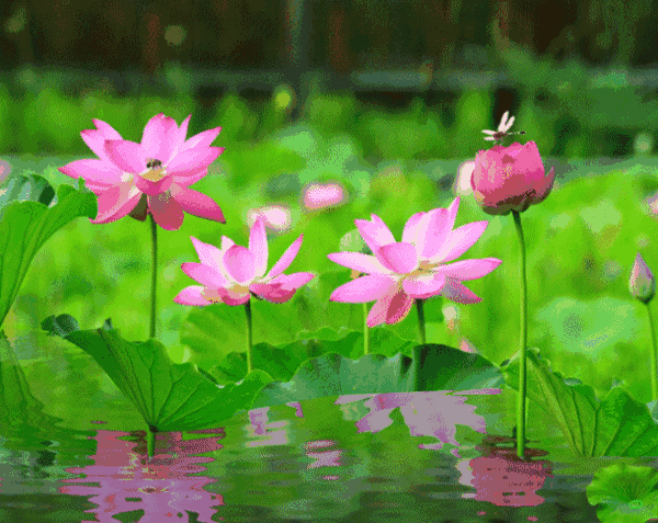 壁纸 花 桌面 640_509 gif 动态图 动图