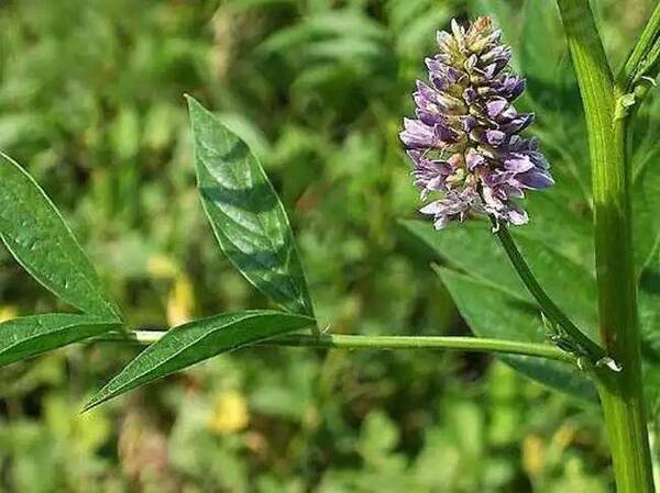 升麻牛蒡汤,治疱疹性咽炎很管用!