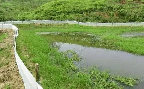 农村养殖小龙虾,十年实战经验分享,再不学就晚