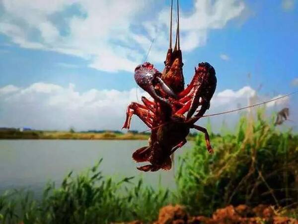 农村养殖小龙虾,十年实战经验分享,再不学就晚
