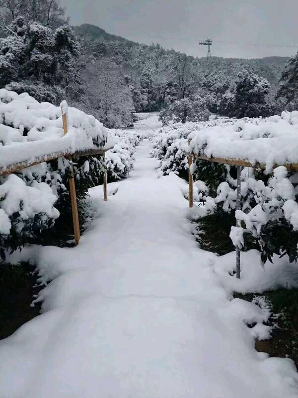 大雪纷飞后的浙江杭州 灵隐寺 雪景 美如仙境