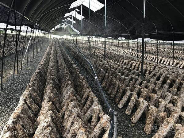 新方法种植反季香菇,一年赚150万,产品销往日