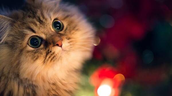 本地没有银行网点,如何申请该行信用卡?