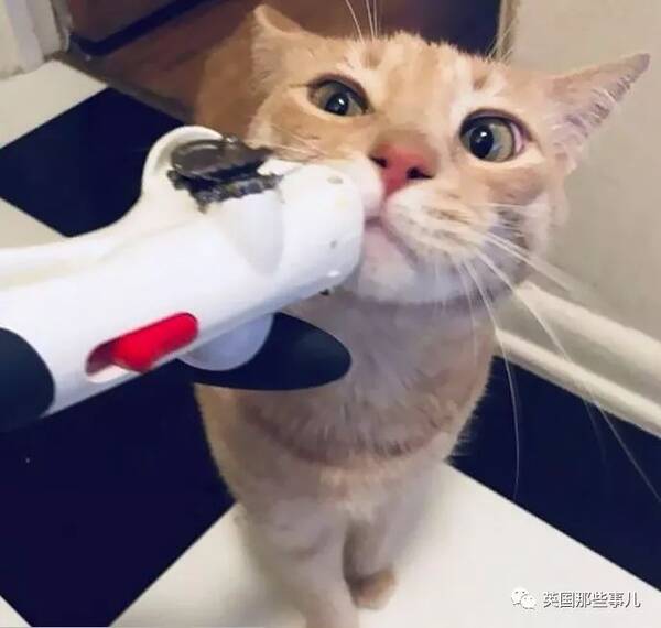 时而天使,时而魔鬼,喵星人皮起来,也是让铲屎官很抓狂