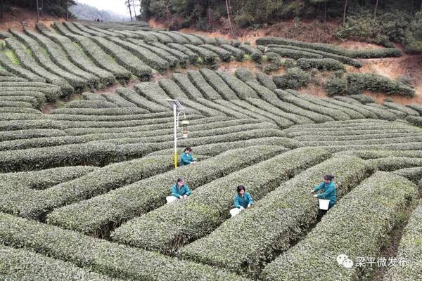 【围观】打call!梁平产红茶在第十二届国际名茶