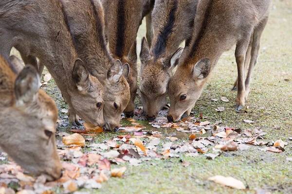 被游客喂食喂到撑的日本奈良小鹿,居然营养不