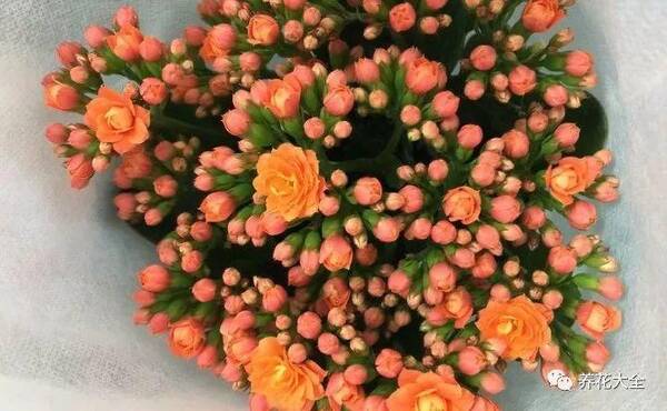 客厅里养发财树,注意这一点,叶子茂盛不烂根!