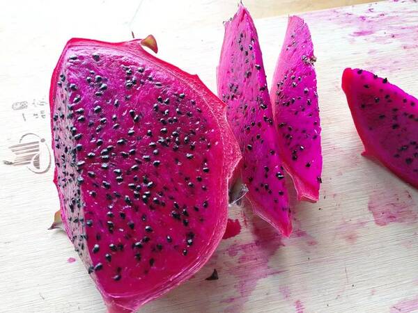 【周末去哪儿】长在树上的红心火龙果乐山也有