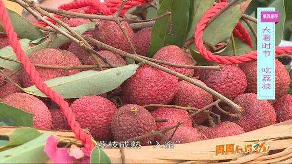 【周周有得玩】大暑吃荔枝、啖羊肉,这些避暑