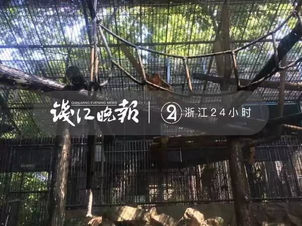 太热了!动物园猴王发飙,疯狂砸木板!熊猫却…