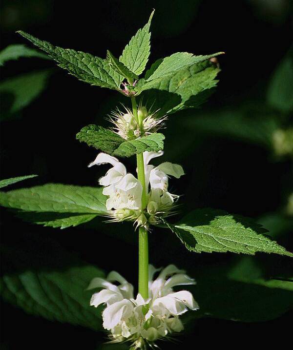 农村这种不起眼的小草,有人趁夜去割,真的能治