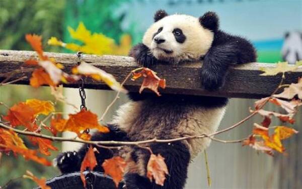 韩国熊猫酱在美国超市售卖,中国网友:韩国什么