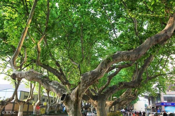 如果有宅院适合种什么样的风水树?