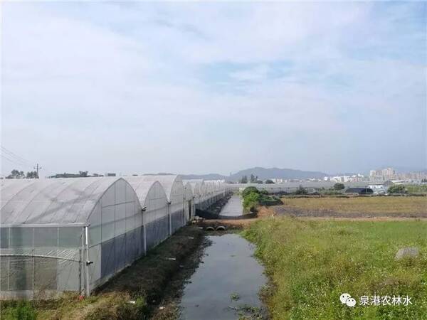 中共泉港区委 泉港区人民政府 关于实施乡村振