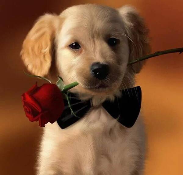 狗对主人有感情图 狗狗讨厌主人的表现