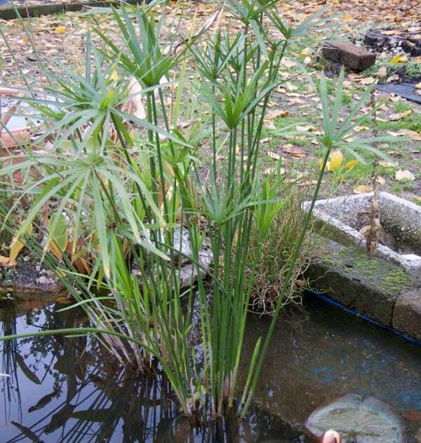 可以水培或土培养护的观赏竹，长相清秀的水竹盆栽